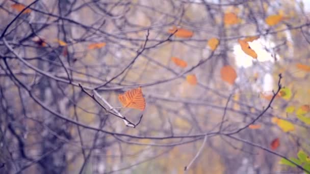 Feuilles jaunes et brunes sur les branches durant la saison automnale . — Video