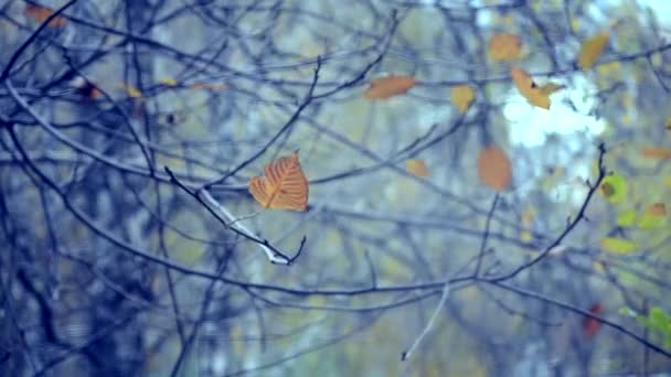 Geel blad op een tak op de achtergrond wazig gele bladeren close-up — Stockvideo