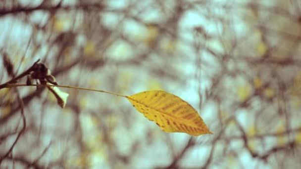 Feuille jaune sur une branche sur fond de feuilles jaunes floues gros plan 