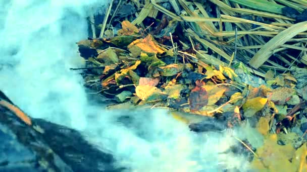 落ちた紅葉に滝流れ水は 秋のシーズンをクローズ アップ 美しい秋の自然の背景 日当たりの良い秋のコンセプト — ストック動画