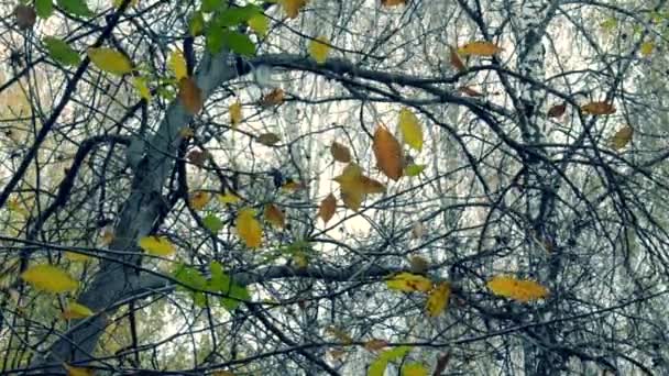 Hojas amarillas y marrones en ramas en temporada otoñal de árboles . — Vídeos de Stock