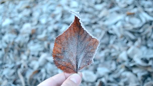 霜で覆われた葉 — ストック動画