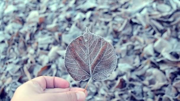 Feuilles couvertes de givre — Video