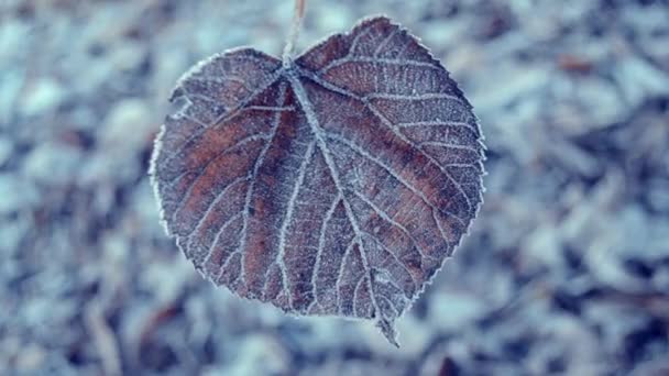 Blätter mit Frost bedeckt — Stockvideo