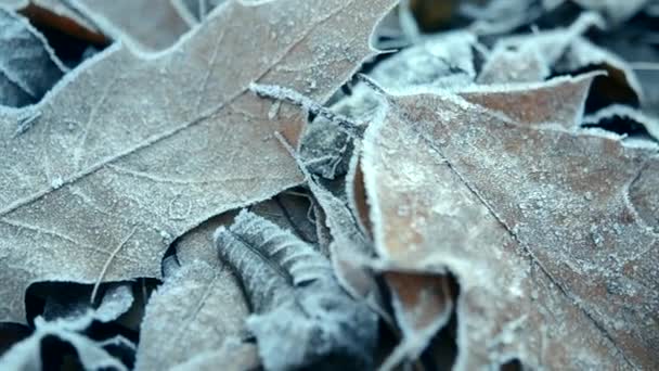 Listy pokryté mrazem — Stock video