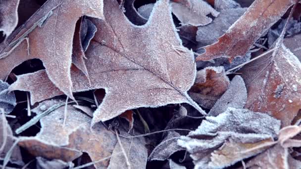 Φύλλα καλυμμένα με πάγο — Αρχείο Βίντεο