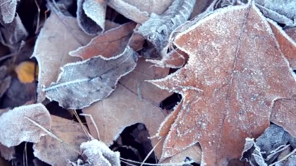 Leaves covered with frost — Stock Video