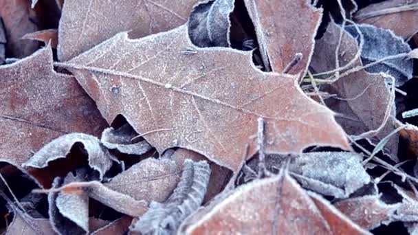 Blätter mit Frost bedeckt — Stockvideo