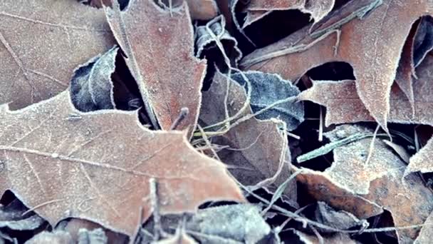Листья покрыты морозом — стоковое видео