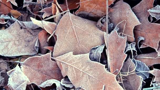 Leaves covered with frost — Stock Video