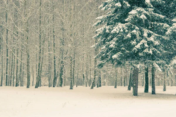 Tree pine spruce in magic forest winter day. Snow forest. — Stock Photo, Image