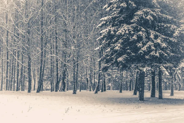 Foto antigua de época. Abeto de pino en el bosque mágico día de invierno. Bosque de nieve . — Foto de Stock