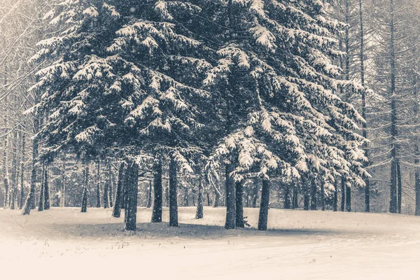 Staré retro fotografie. Strom borovice smrk do magického lesa zimní den. Sněhové Les. — Stock fotografie