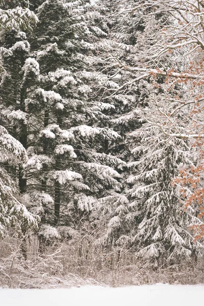 Épinette de pin dans la forêt magique journée d'hiver. Forêt de neige . — Photo