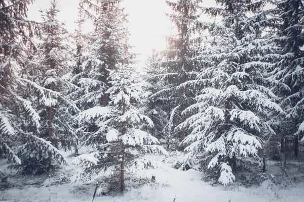 Drzewa Świerk Sosna Magicznym Lesie Zimowy Dzień Snow Las Naturalne — Zdjęcie stockowe