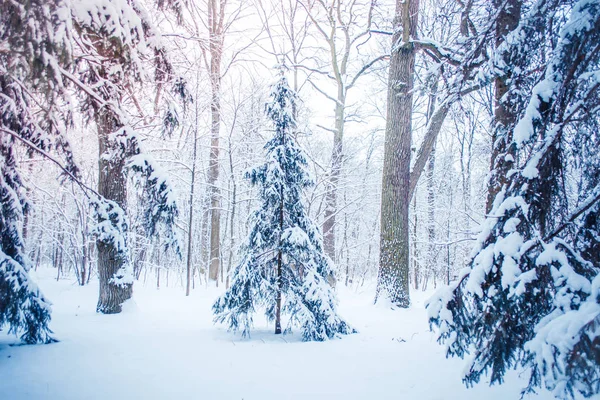 Fantastic Fairytale Magical Landscape View Christmas Tree — Stock Photo, Image