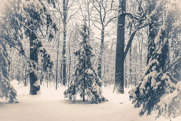 Stare zdjęcia archiwalne. Fantastyczne bajki magiczny krajobraz widok choinki — Zdjęcie stockowe