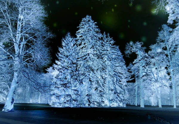 Lesní stromy které sníh v noci v zimě. Fantastická pohádka — Stock fotografie