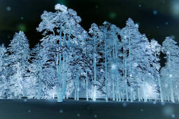 Drzewa leśne pokryte śniegiem w nocy w zimie. Fantastyczne bajki — Zdjęcie stockowe