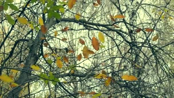 木の紅葉の季節に枝に黄色と茶色の葉. — ストック動画