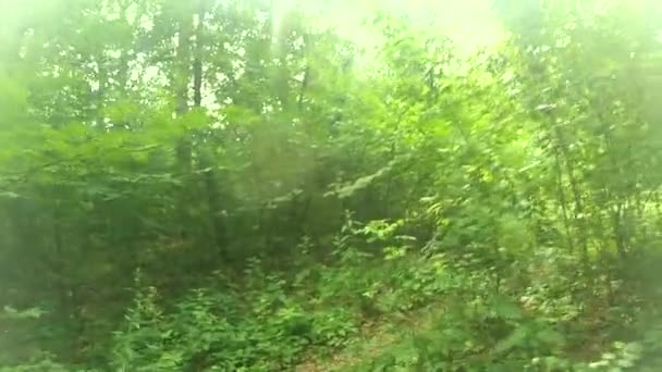 在森林里散步。在木头上行走. — 图库视频影像