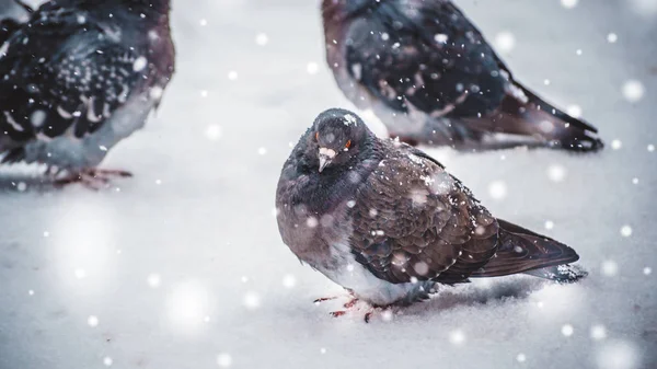 Gray pigeon dove sit on the snow on cold frosty day in winter during snowfall