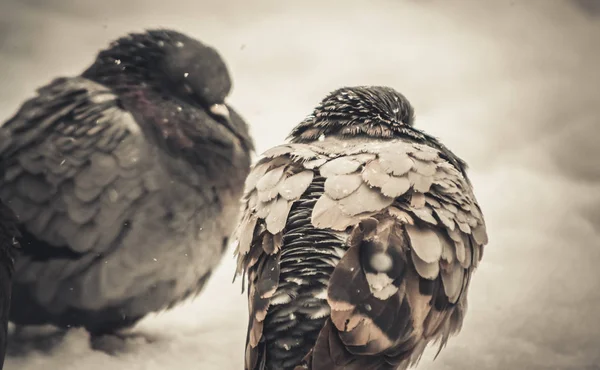 Gray pigeon dove sit on the snow on cold frosty day in winter during snowfall — Stock Photo, Image