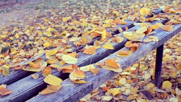 Sárga levelek lehullanak egy padon. — Stock videók