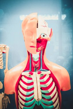 İnsan organlarını kukla. Sağlık kavramı. İnsan anatomisi