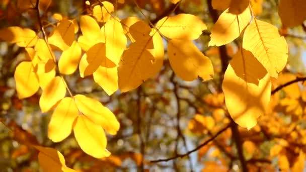 Zweiggelb blättert Wind unter Sonnenstrahlen im Herbst — Stockvideo