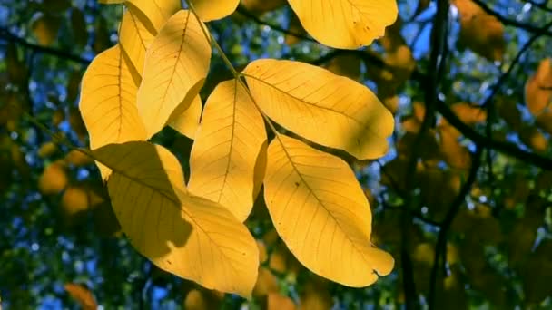 Feuilles jaunes et brunes sur les branches durant la saison automnale . — Video