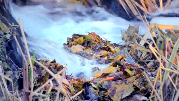 Κίτρινα πεσμένα φύλλα ροή καταρράκτη νερού γκρο πλαν φθινοπωρινής περιόδου. — Αρχείο Βίντεο