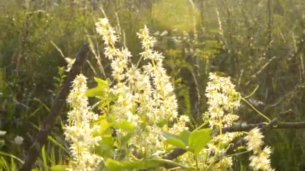 Flores blancas amarillas atardecer amanecer verano mañana noche — Vídeos de Stock