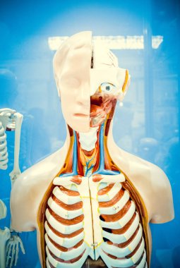 İnsan organlarını kukla