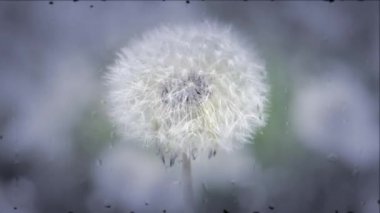 Beyaz karahindiba Rüzgar yakın çekim makaralama