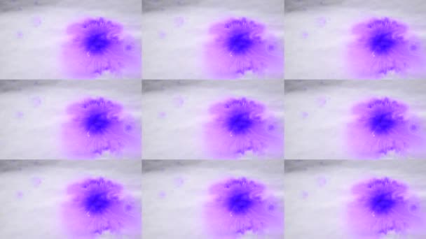 Hermosa difusión de gotas de tinta púrpura en la superficie lisa húmeda blanca . — Vídeo de stock