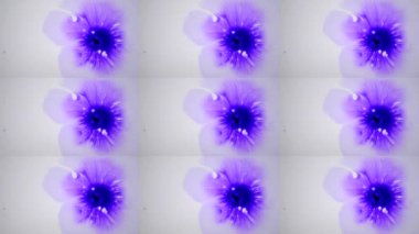 Güzel mor mürekkep damla beyaz ıslak pürüzsüz yüzeyi Yayilim