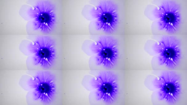 Hermosa difusión de gotas de tinta púrpura en la superficie lisa húmeda blanca — Vídeo de stock