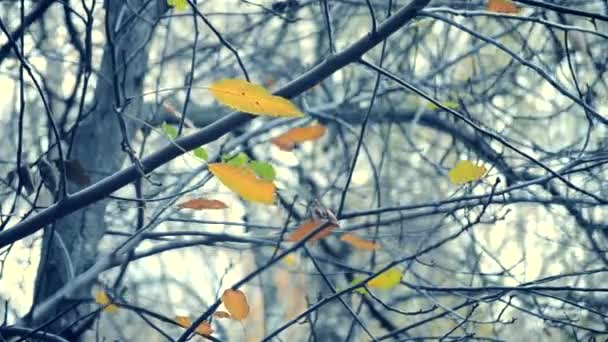 Sárga és barna levelek, ágak, fa őszi szezon.