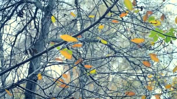 Žluté a hnědé listy na větvích stromu podzimní sezóny.