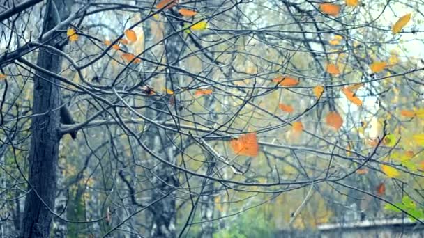 Yellow and brown leaves on branches on tree autumnal season. — Stock Video