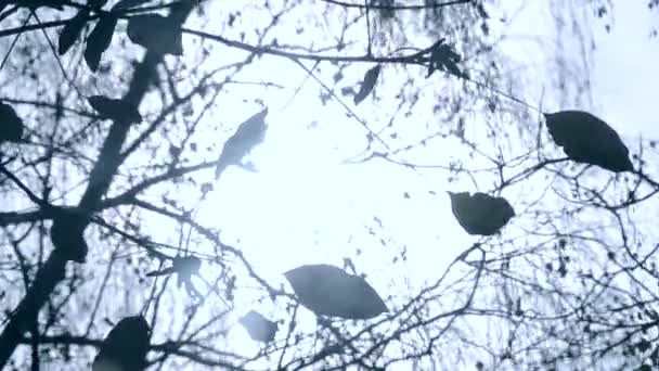 Zon schijnt door zwarte silhouet bladeren en takken in de herfst close-up. — Stockvideo