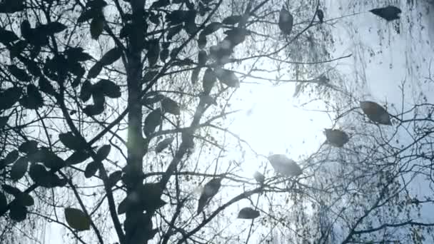 El sol brilla a través de hojas y ramas de silueta negra en el primer plano de otoño . — Vídeos de Stock