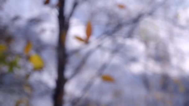 Geel blad aan de tak op achtergrond van blauwe hemel donkere wolken close-up. — Stockvideo