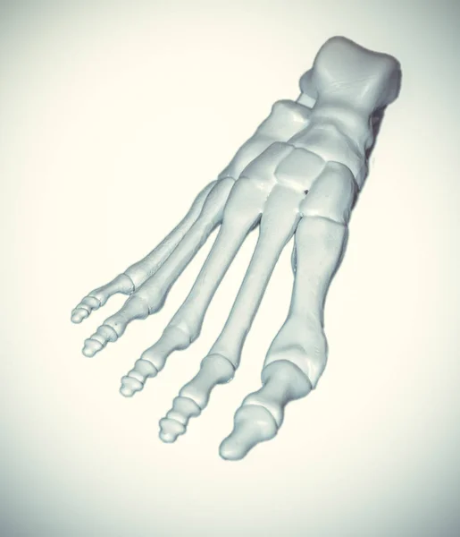 White prototype of the human foot skeleton printed on 3d printer — Stock Photo, Image