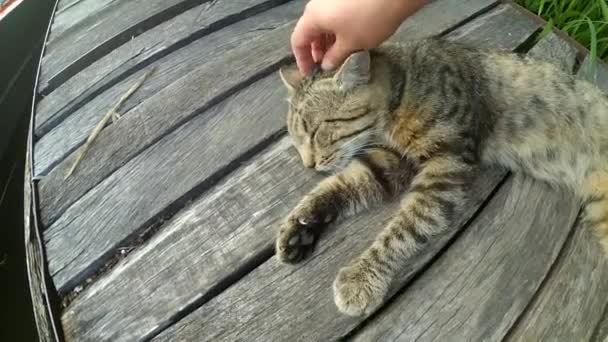 Meisje beroertes kat liggend houten oppervlak van oude houten planken — Stockvideo