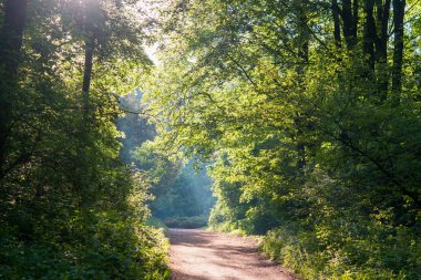orman yeşil yaprak döken taç ve kir parça topraklama yolu sabah güneşi