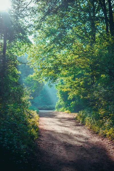 Morning sun in the forest green deciduous crown and dirt track grounding path — Stock Photo, Image