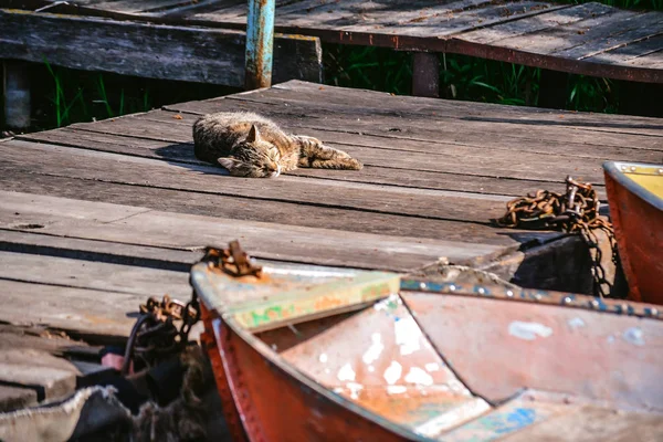 Altes Eisen ausgefranst und schäbige Bootsnasen an Holzsteg und Katze gebunden — Stockfoto