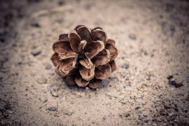 Yerde çam kozalağı